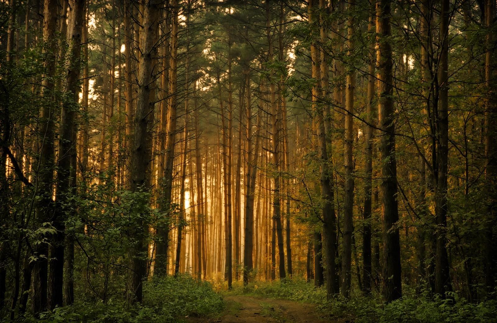 The-Forest-Trees