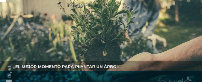 El mejor momento para plantar un árbol