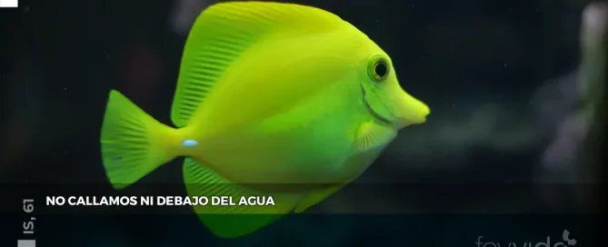 No callamos ni debajo del agua